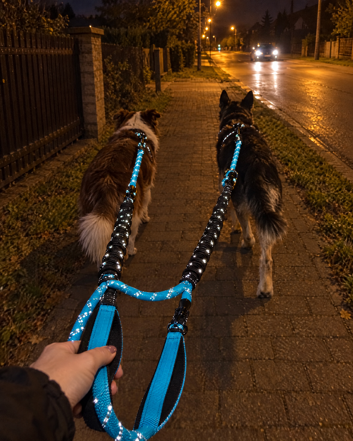 Wieczorny spacer z dwoma psami po zmroku